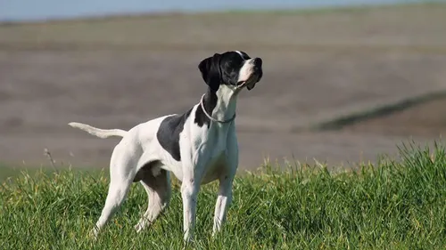 Gerstheim : qui en veut aux chiens de la commune ? 