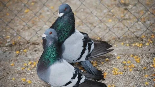 A Colmar, on tue trop de pigeons !