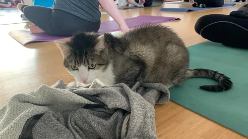 Le crush du jour : faites du yoga avec des chats à Vendenheim