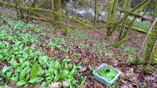 Nos 3 spots alsaciens pour trouver de l’ail des ours