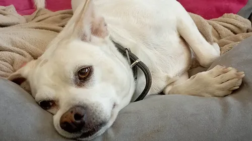 Heliot, de la SPA de Strasbourg, recherche une famille d'accueil