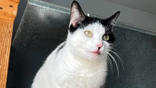 Chouchou, de la SPA de Strasbourg, recherche une famille d'accueil