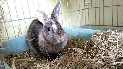 SPA de Strasbourg : le lapin Fripouille cherche un nouveau foyer