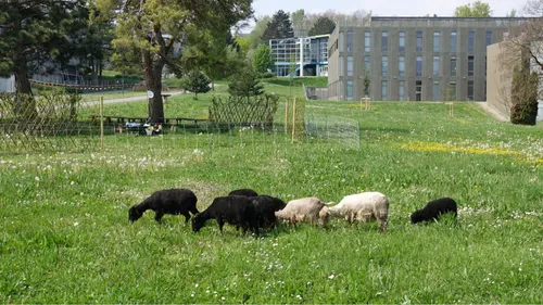 Mulhouse : des brebis ont débarqué à l’université