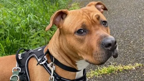 SPA de Strasbourg : Amber cherche sa nouvelle famille