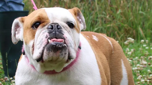 À Strasbourg, il fait bon vivre avec son chien