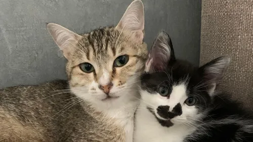 SPA de Strasbourg : Adhara cherche un nouveau foyer