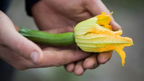 On parle bio depuis 20 ans à Obernai
