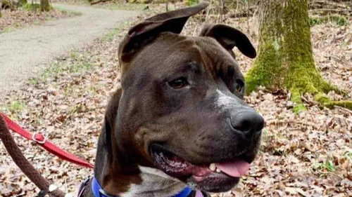 SPA de Strasbourg : l'énergique Paco cherche un nouveau foyer 