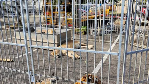 Deux dépôts de plainte contre un cirque à Strasbourg 