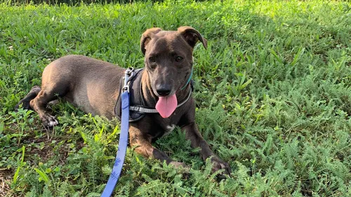 SPA : Un nouveau maître pour le joyeux Manitas ?