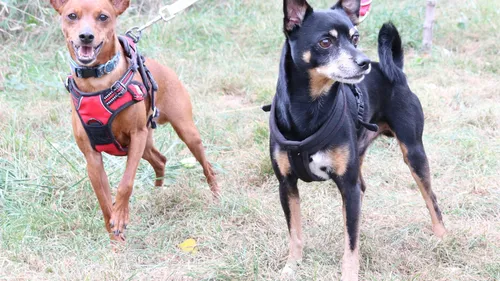 SPA : Les inséparables Teddy et Bébé cherchent une nouvelle famille