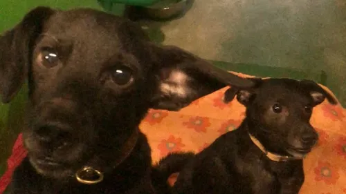 La SPA de Strasbourg espère un miracle de Noël