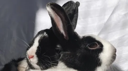 SPA : Asya et Karen, deux lapines gourmandes