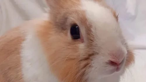 SPA : Une nouvelle famille pour Bonnie ?