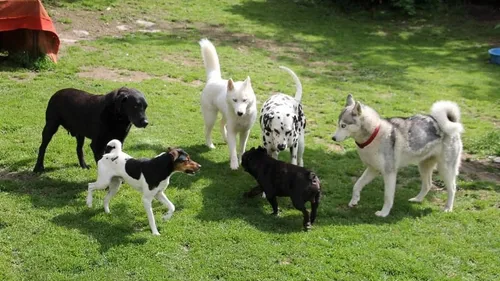 Strasbourg, 3e ville qui agit le mieux pour les animaux