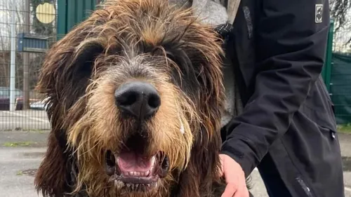 SPA : Milou a besoin d’une nouvelle famille aimante 