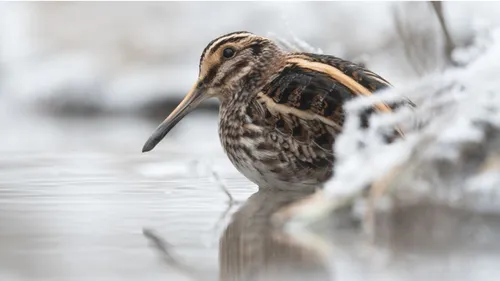 Benfeld et son festival de la photographie