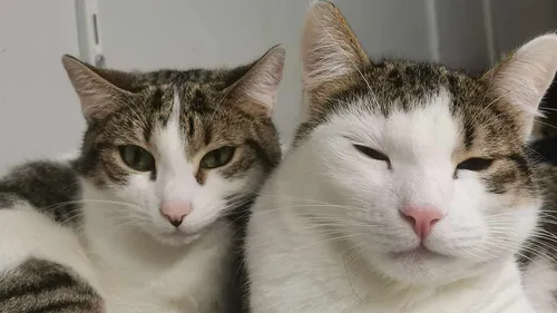 SPA : les inséparables Artemis et Ume cherchent une nouvelle famille