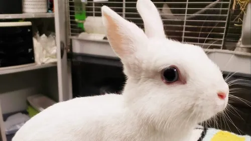 SPA : Plusieurs boules de poils à adopter