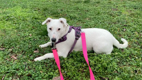 SPA : qui pour adopter Neige et Fumée ?