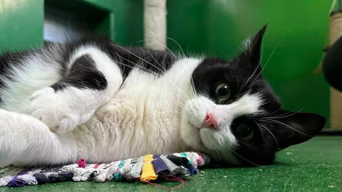 SPA : une seconde vie pour Oréo ?