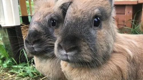 SPA : trois lapines attendent d’être adoptées