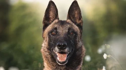 SPA : Ocky cherche une famille sportive