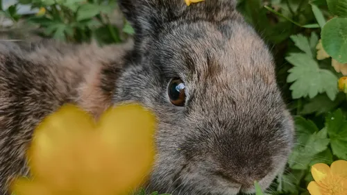 Un nouveau foyer pour Ubbe ?