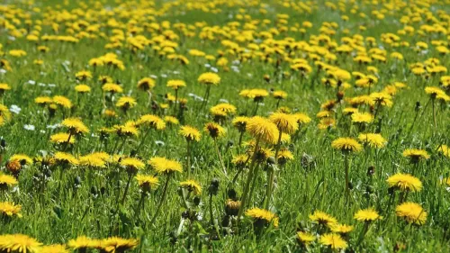 Devenez cueilleur de pissenlit