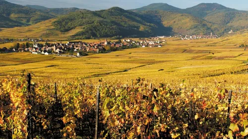 Une Cité des vins d'Alsace bientôt à Kientzheim 