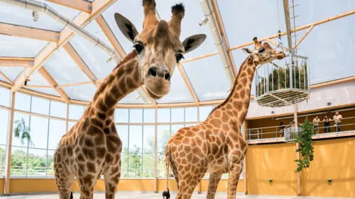 Deux girafes viennent d'arriver au zoo de Mulhouse