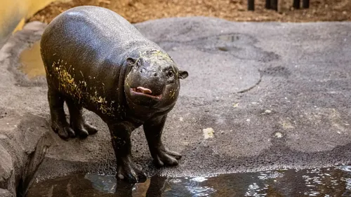 Mulhouse : bienvenue à Toni, hippopotame pygmée