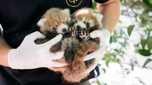 Deux bébés pandas roux sont nés à Mulhouse