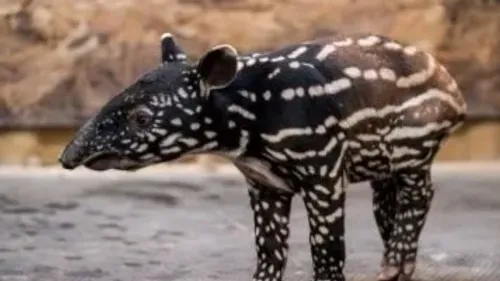 Zoo de Mulhouse : une naissance inédite