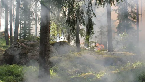 Le risque d'incendies à un niveau maximal en Alsace
