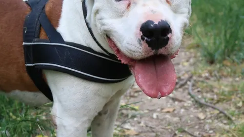 SPA de Colmar : Mabrouk cherche une famille depuis 4 ans