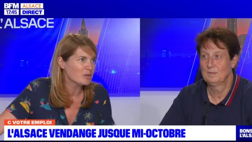  Plus de 2 400 postes à pourvoir pour les vendanges en Alsace