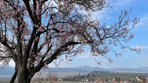 Les amandiers en fleurs à Mittelwihr