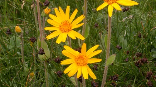 La culture de l'arnica : des résultats satisfaisants pour Phytodia