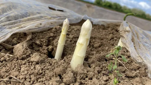 Bientôt la haute saison pour l'asperge d'Alsace