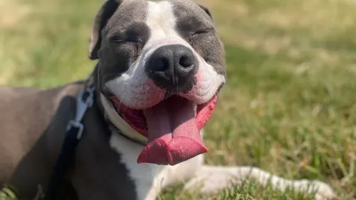 SPA de Strasbourg : le jeune Beck cherche un nouveau maître