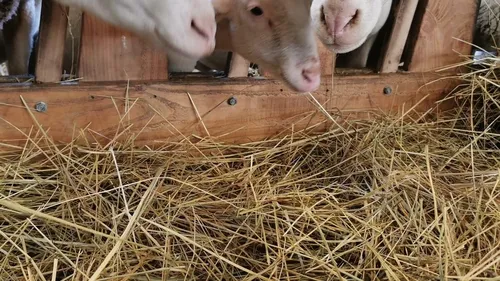 Le crush du jour : du bon fromage de Baldenheim