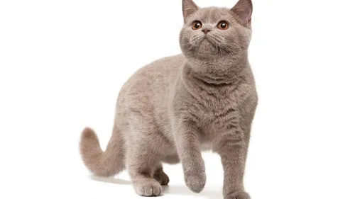 Les plus beaux chats du monde à Strasbourg