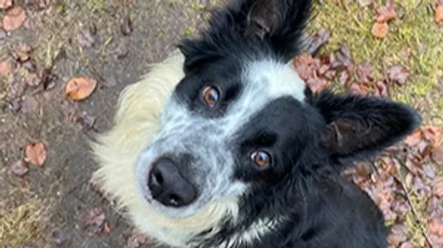 SPA : Un nouveau foyer pour Chowy ?