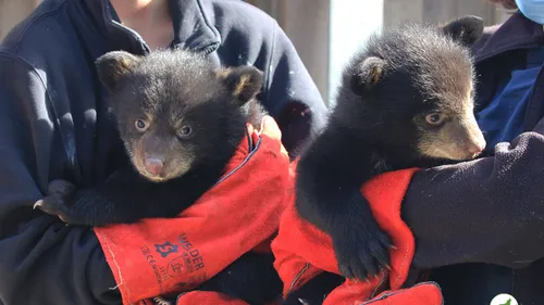 Naissance de deux oursonnes au parc animalier de Sainte-Croix