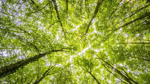 Schiltigheim : une forêt urbaine va bientôt sortir de terre 