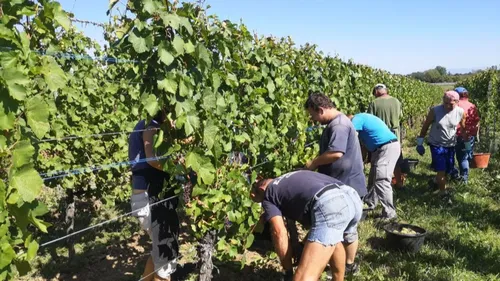 On recrute pour les vendanges
