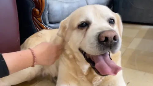 Garou, de la SPA Mulhouse Haute Alsace, recherche une famille...