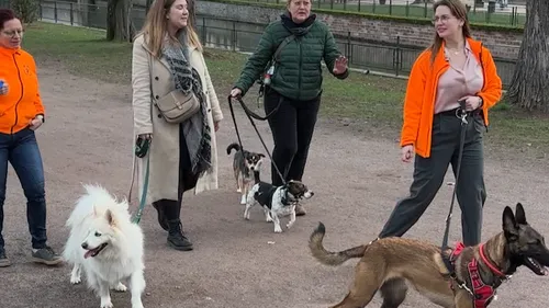 « Toutou mon amour » : une semaine autour de l’amour canin